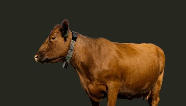 Halter Virtual Fence Collar