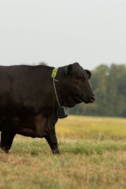 Nofence Cattle Collar
