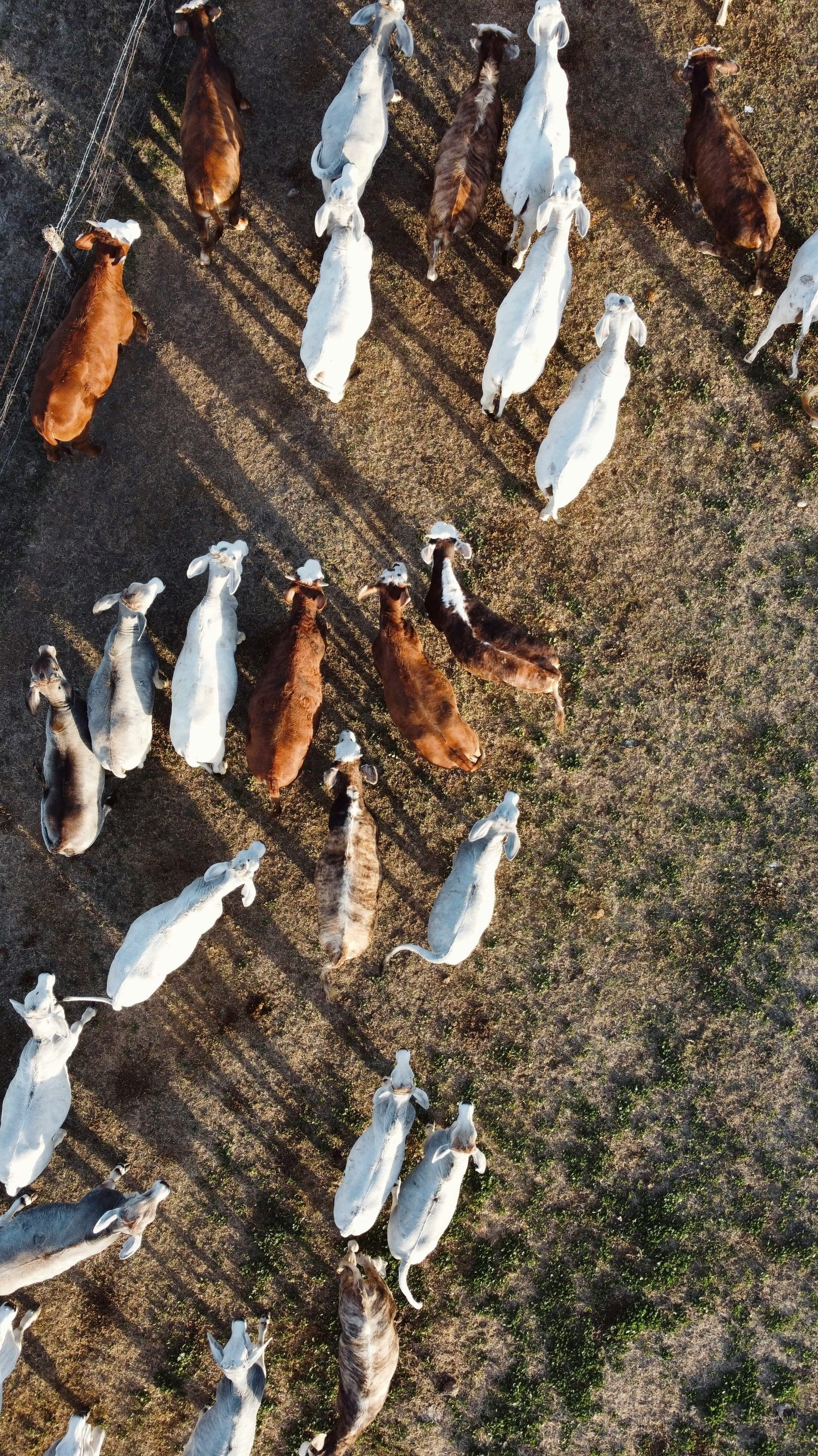 The Sterile Fly and the Trained Eye: How Texas Is Fighting Screwworm
