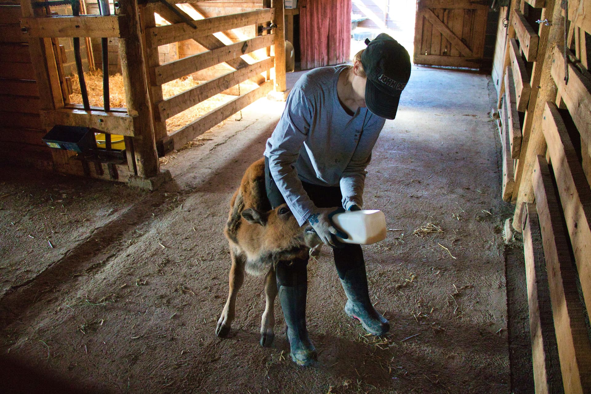 Screwworm Is Back, and the Nearest Vet Keeps Getting Farther Away