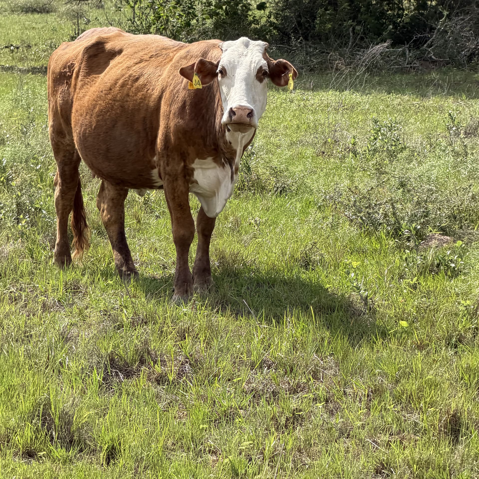  Hereford cow grazing on Texas pasture used for agricultural livestock production