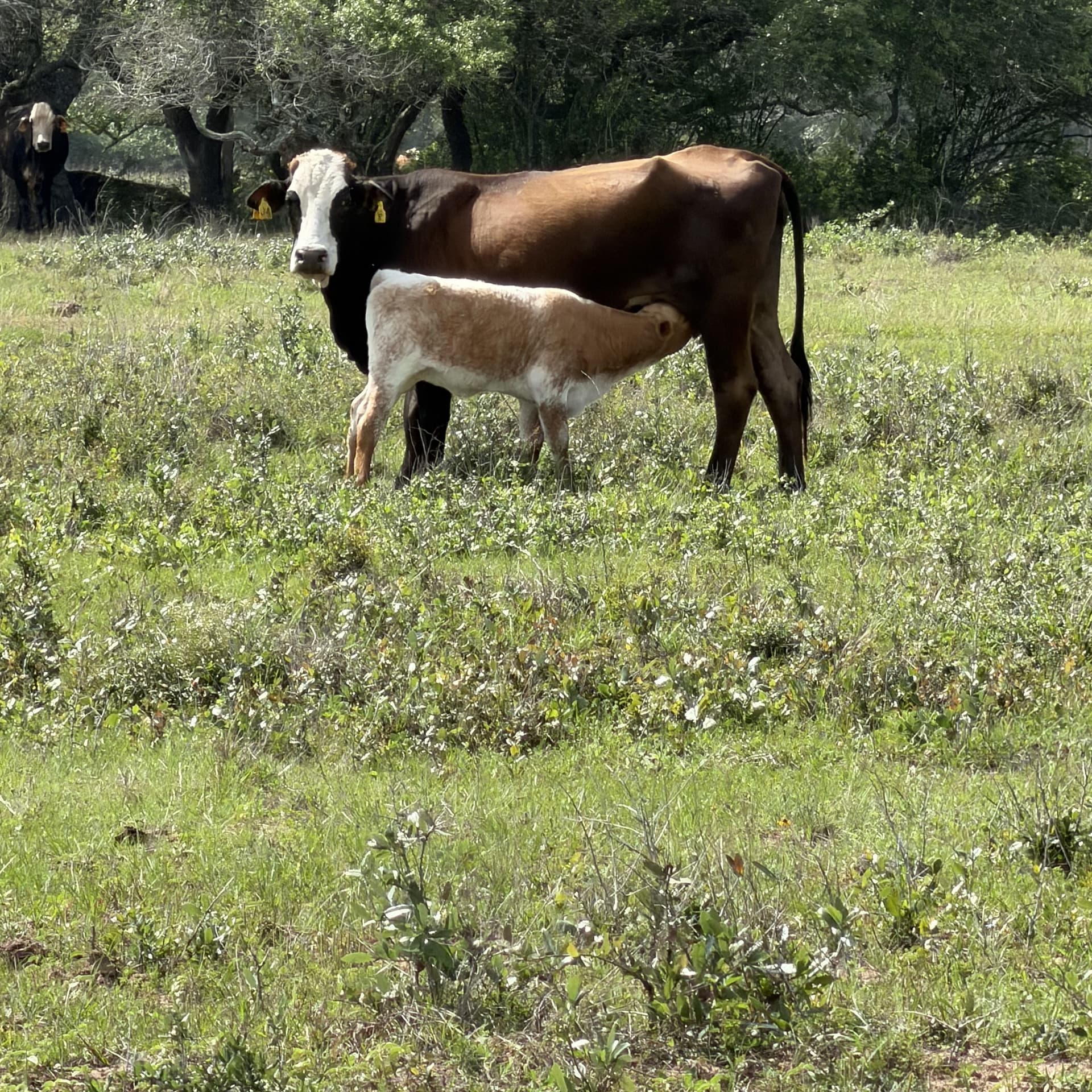 Cow and calf grazing together on Texas ranchland, representing qualifying agricultural use