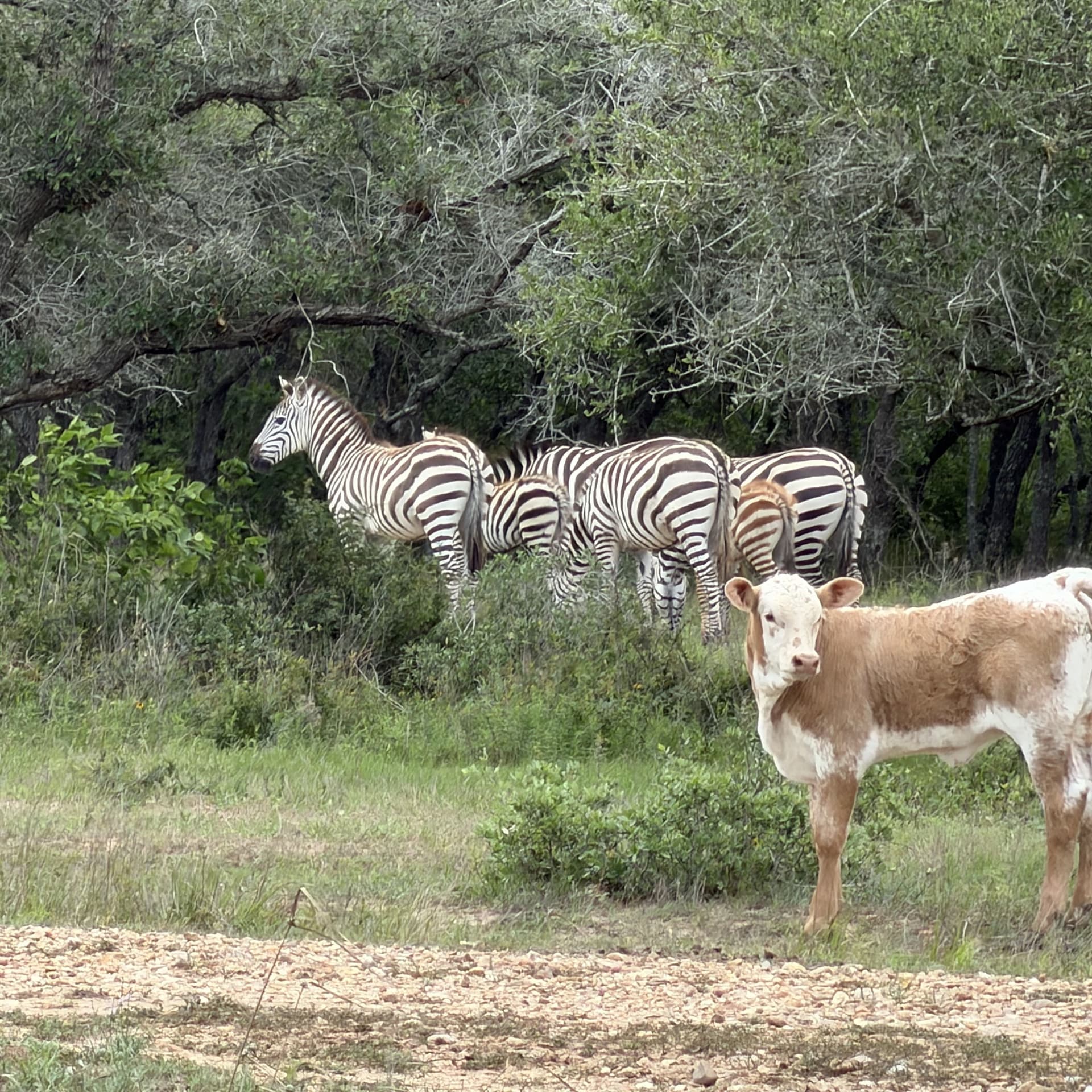   Zebras and cattle grazing on Texas ranchland, illustrating livestock and exotic animal land use