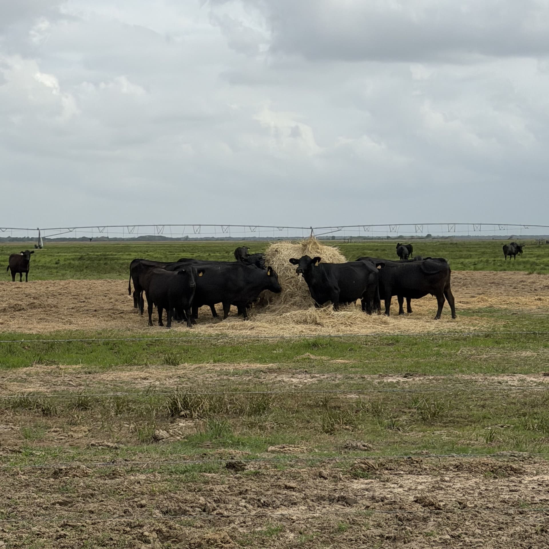  Black cattle gathered around hay on a Texas ranch with agricultural fields in the background