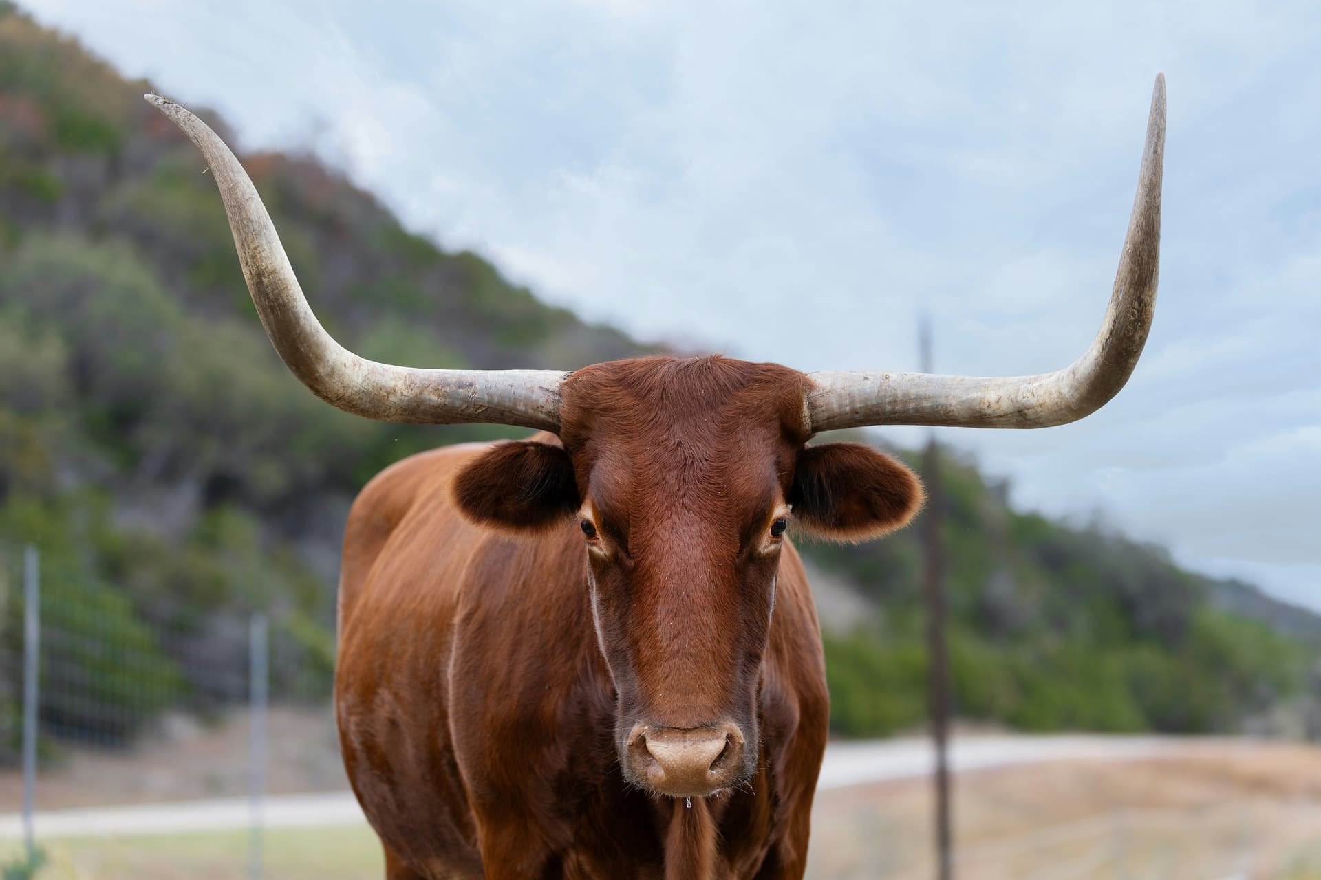  Texas Longhorn cattle standing on ranchland, representing livestock vulnerable to screwworm infestations