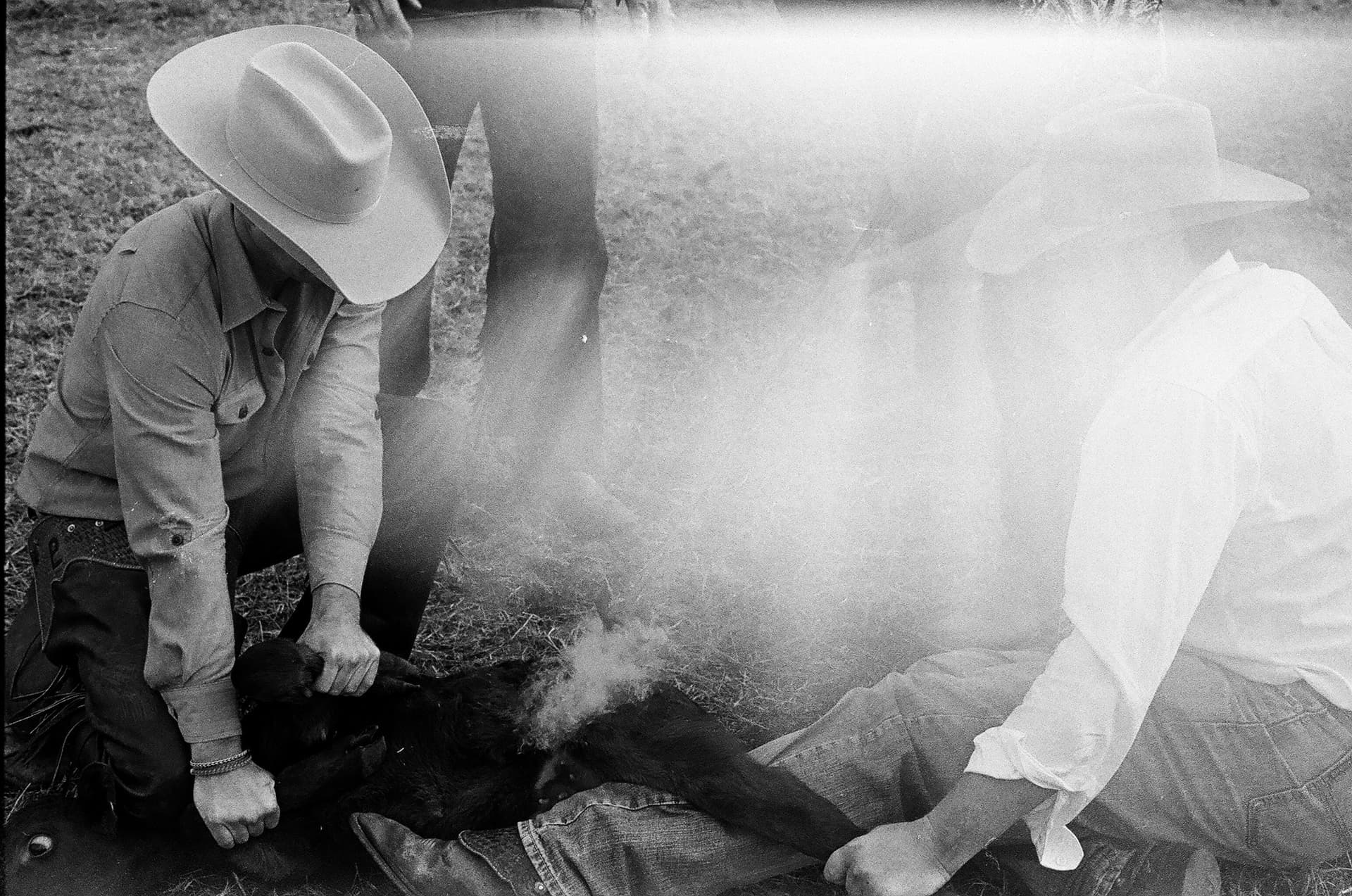 Two men brand a calf