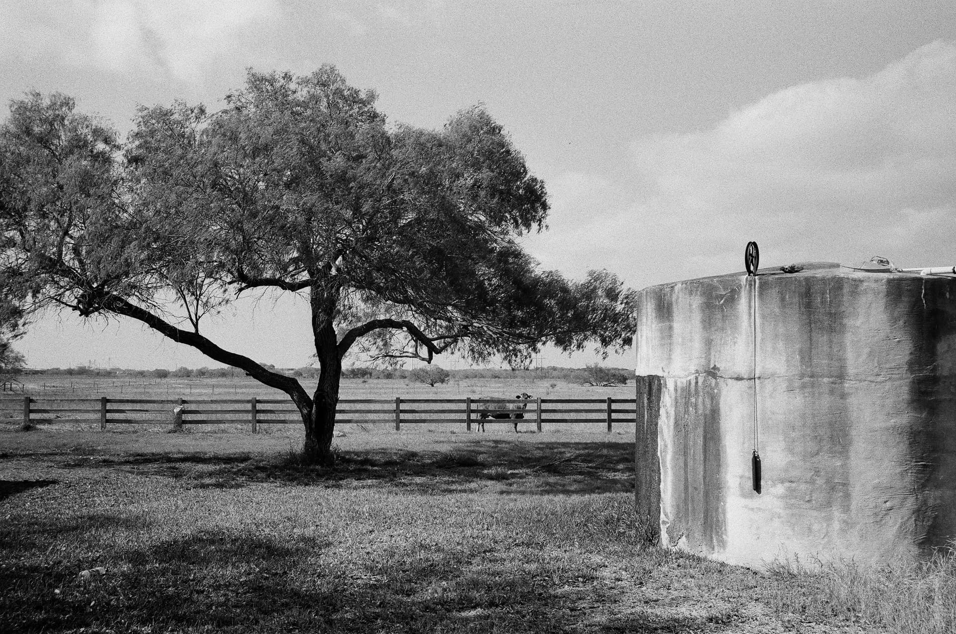 An oak tree grows next to a cistern