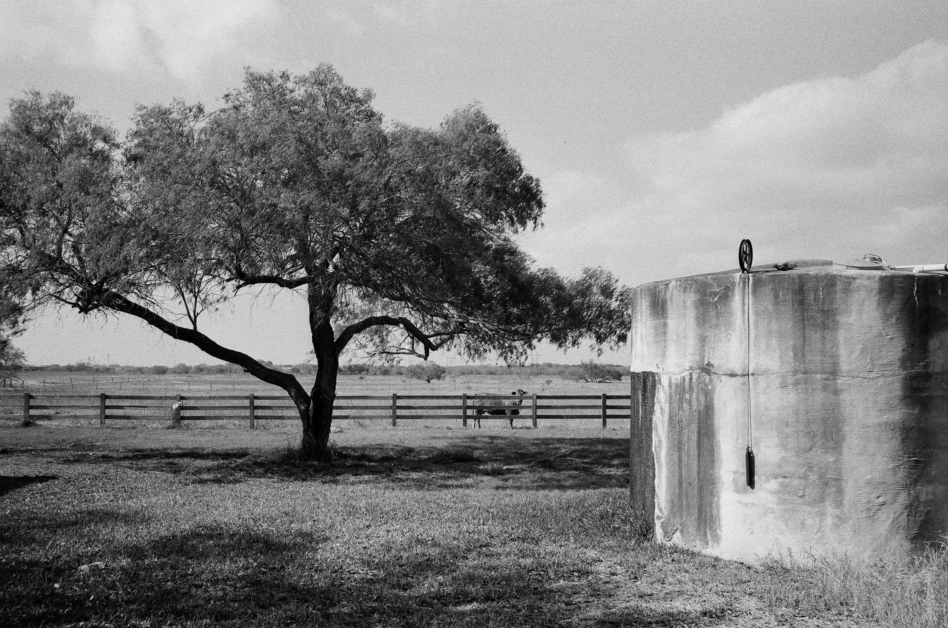An oak tree grows next to a cistern