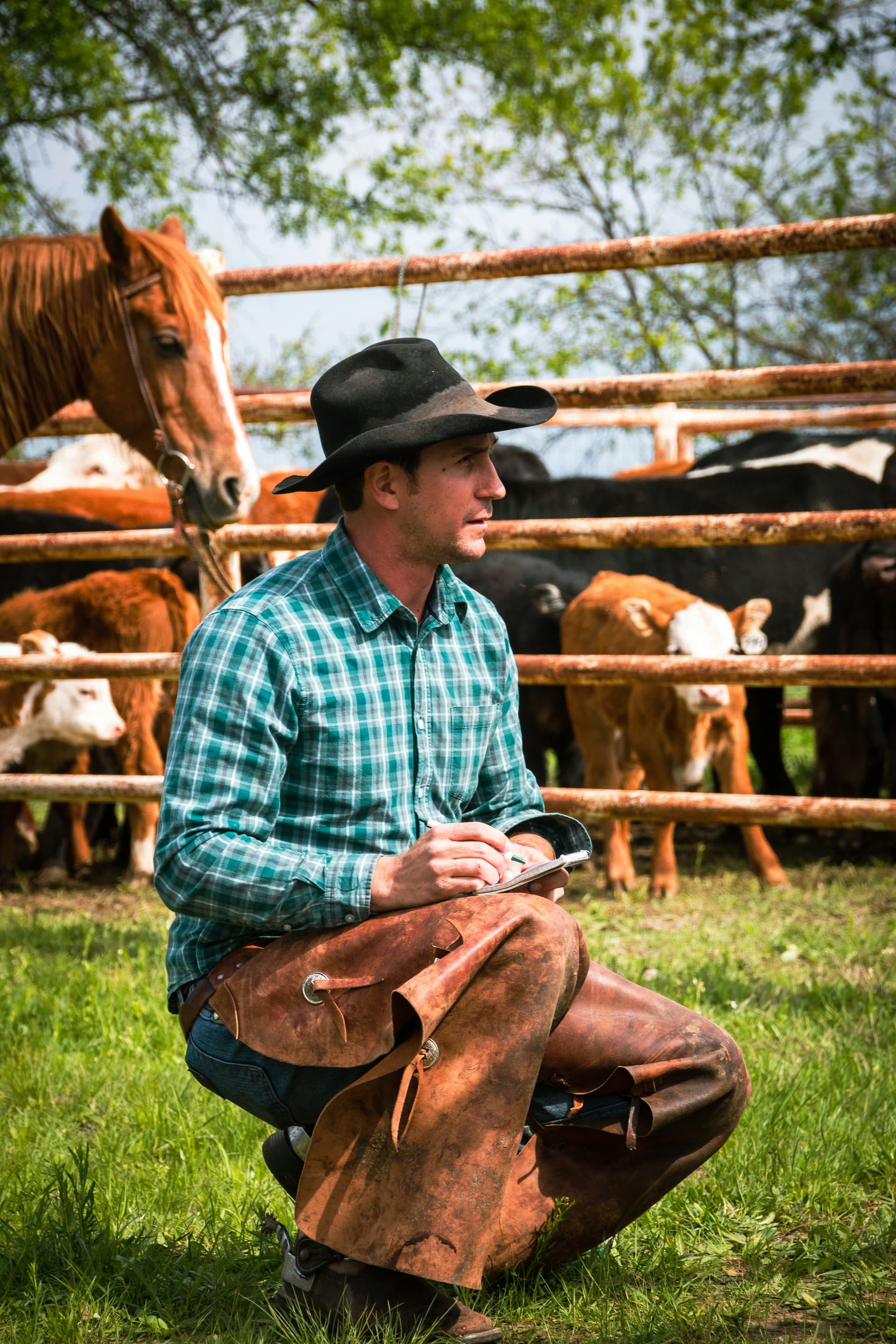   Texas rancher in a cowboy hat taking notes beside cattle in a livestock pen