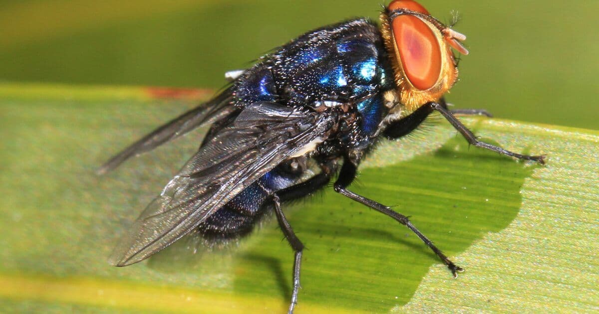  Close-up of a screwworm fly on a green leaf, a livestock pest monitored in Texas