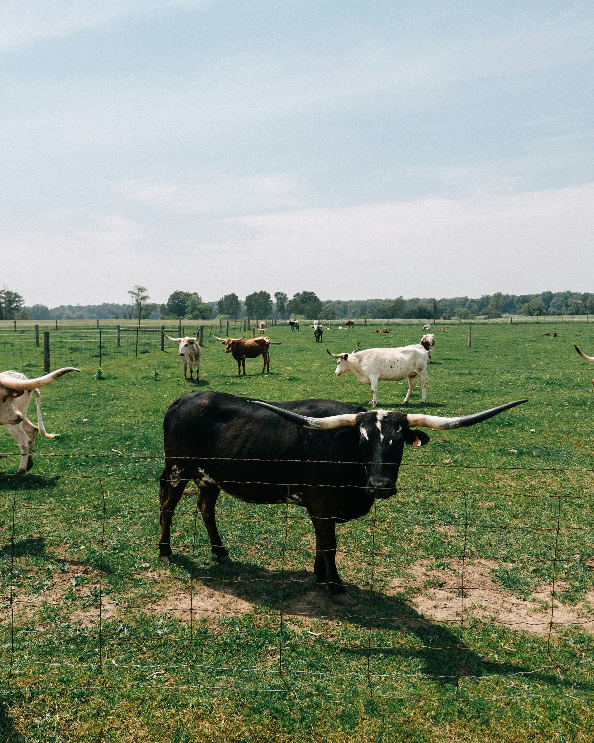 Carbon Credits: What Are Ranchers Actually Signing