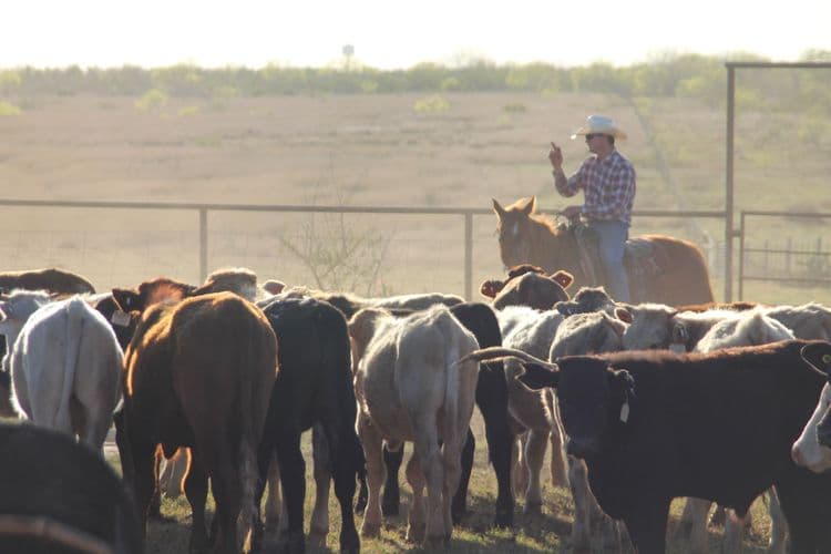 Ty Keeling on Cattle, Responsibility, and the Long View
