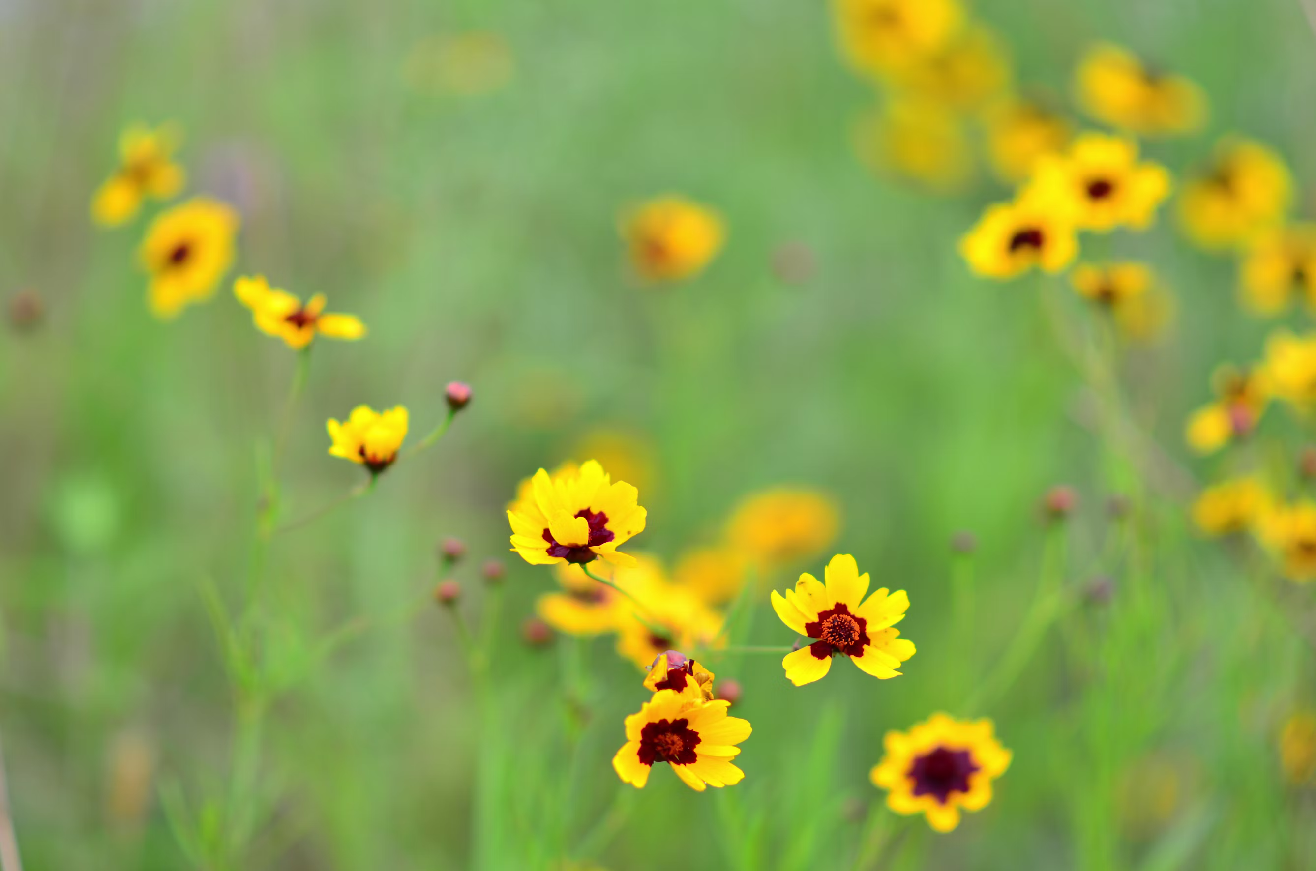  Yellow coreopsis wildflowers blooming in the Texas Hill Country