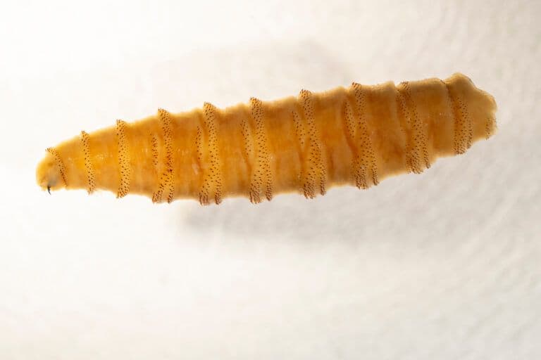 Close-up of a New World screwworm larva, a dangerous parasite affecting livestock