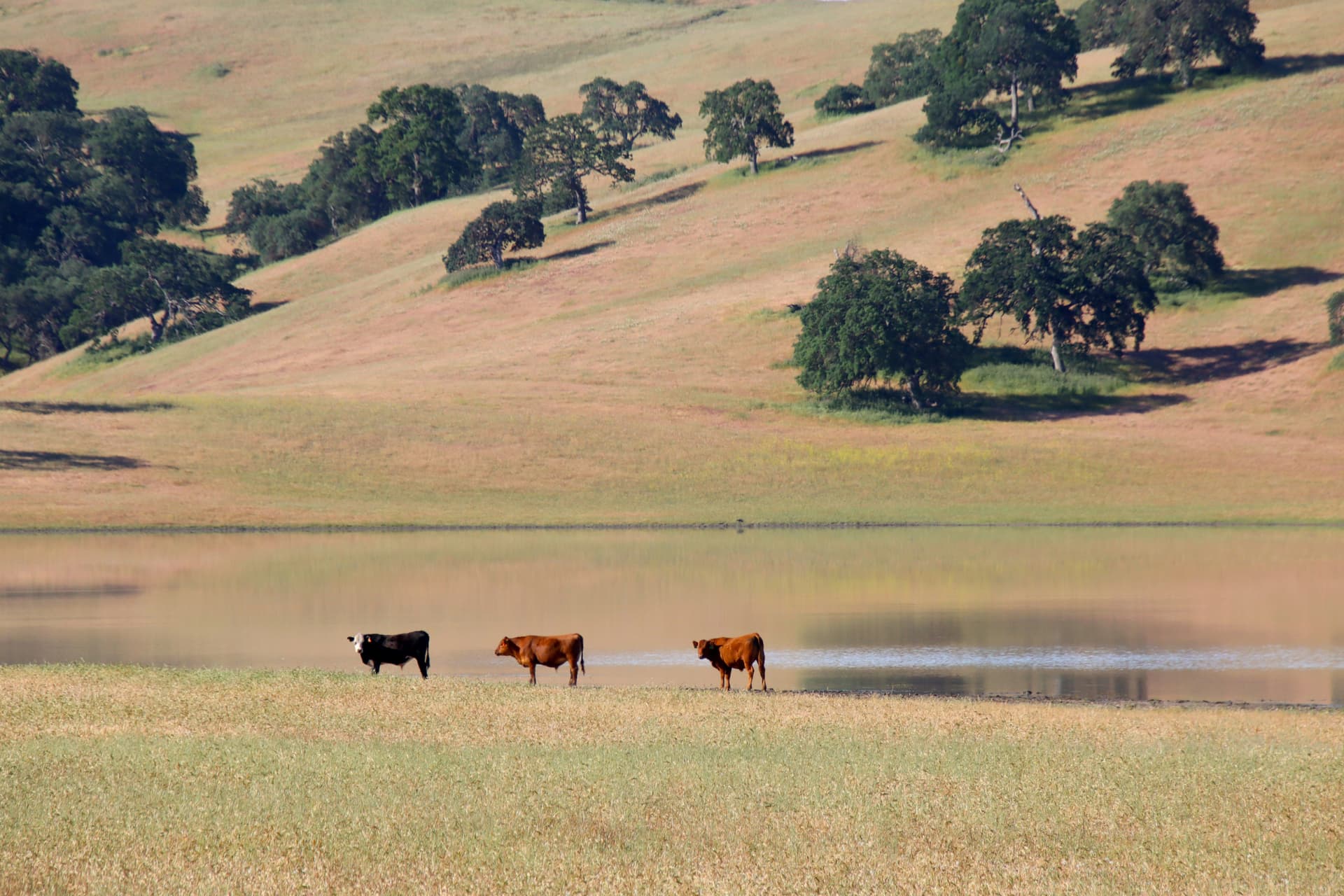 Cattle grazing beside a ranch pond surrounded by rolling pasture and oak trees, highlighting livestock water resources