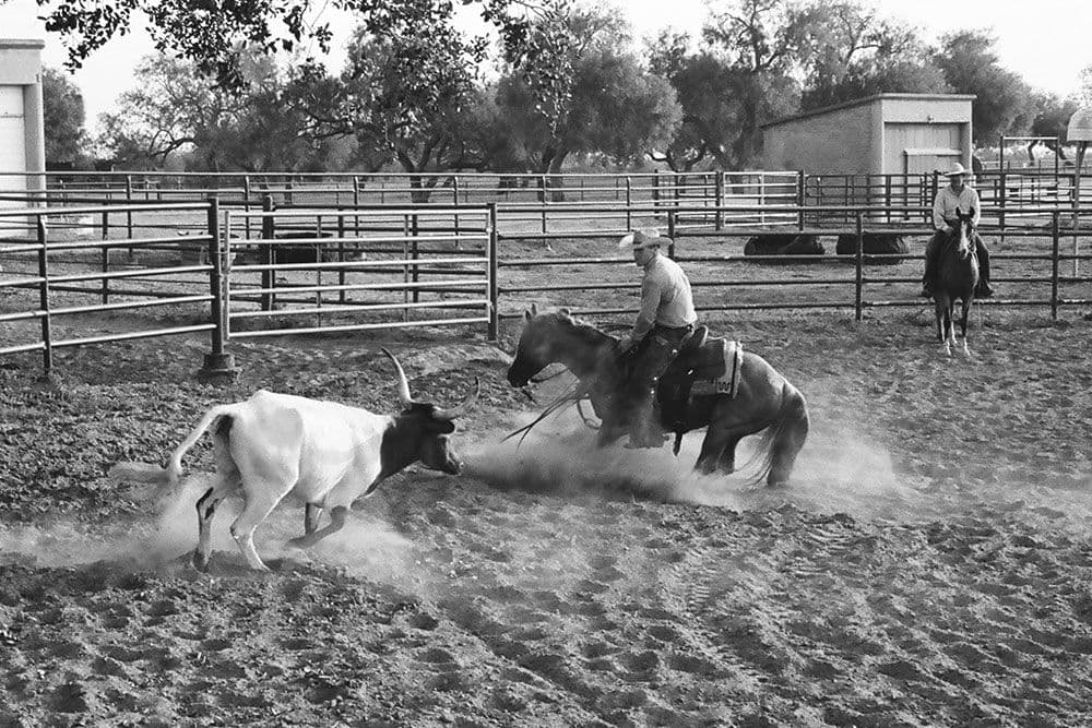 James Clement herds a cow