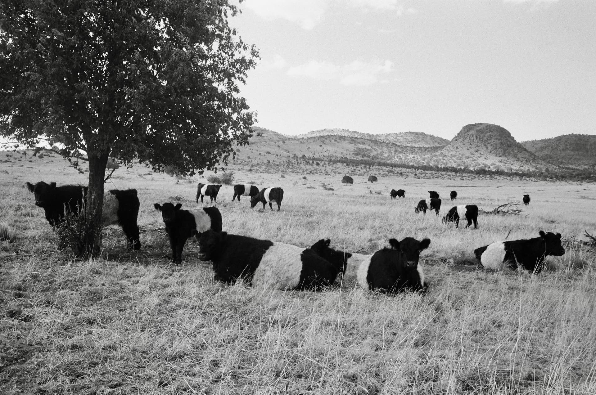 A cowboy sits at a trough