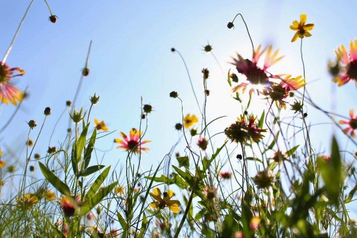 Native Texas firewheel and coreopsis wildflowers blooming in the sun.