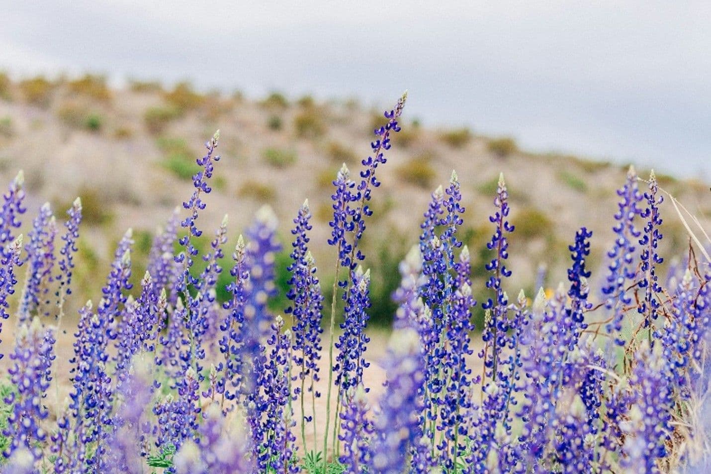 Big Bend bluebonnet, Lupinus havardii, blooming in the West Texas desert