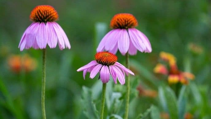 Purple coneflower growing among native wildflowers in the Texas Blackland Prairie.
