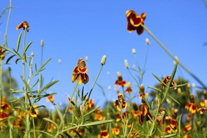 Upright prairie coneflower blooming in the North Texas Blackland Prairie