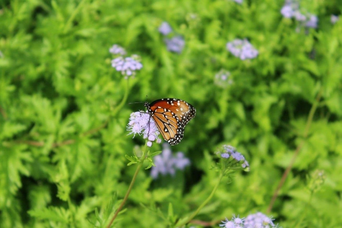 Texas Wildflowers: Biology, history, and what grows where
