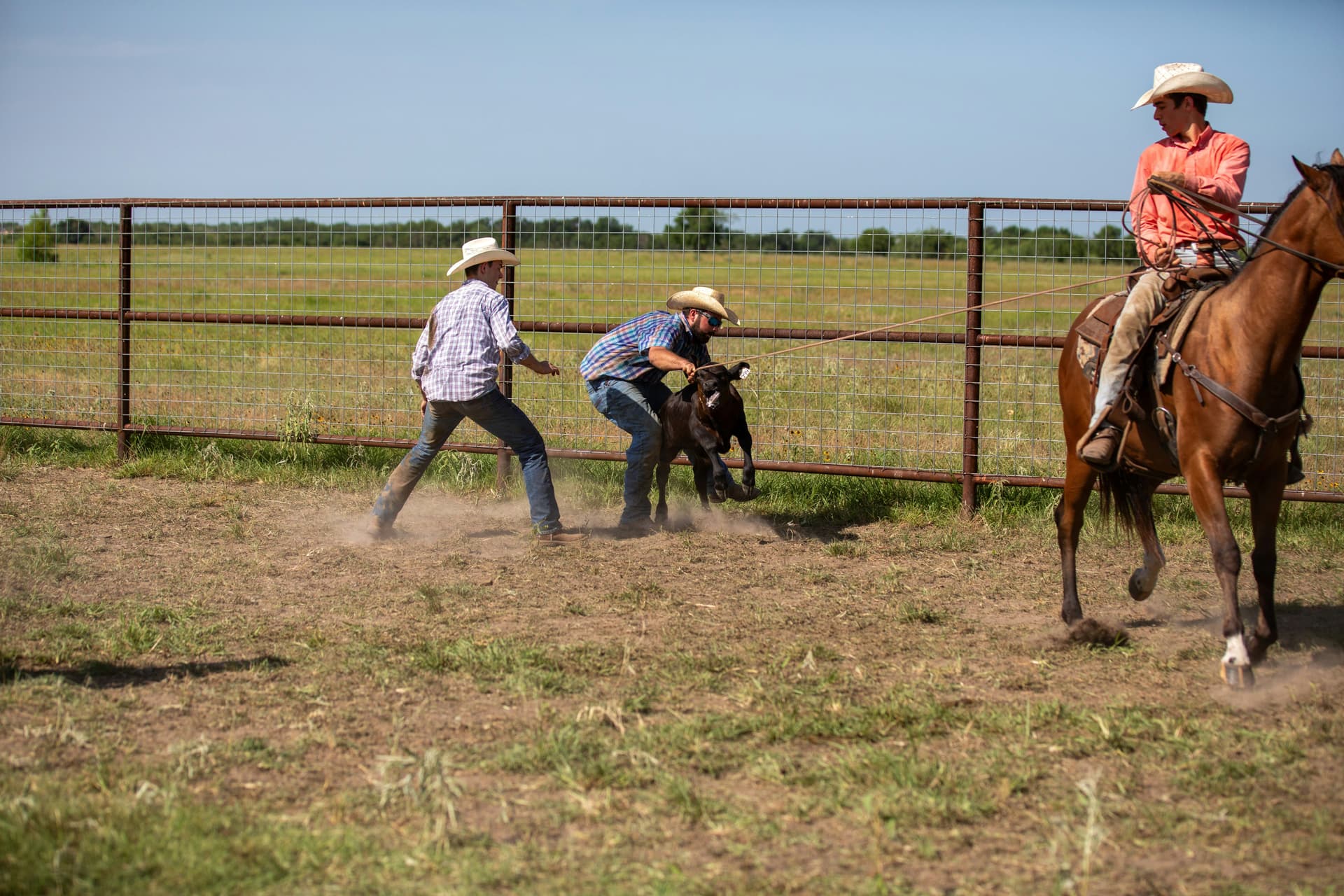 Texas ranchers handling a calf during cattle work on a working ranch