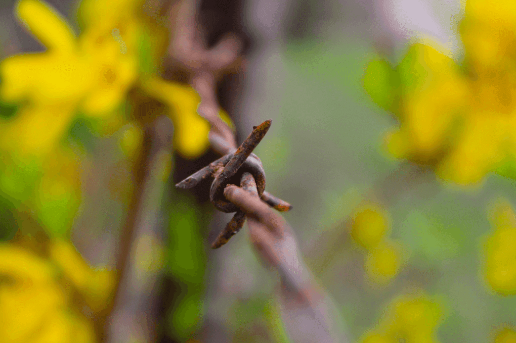 The Texas Fence-Cutting War