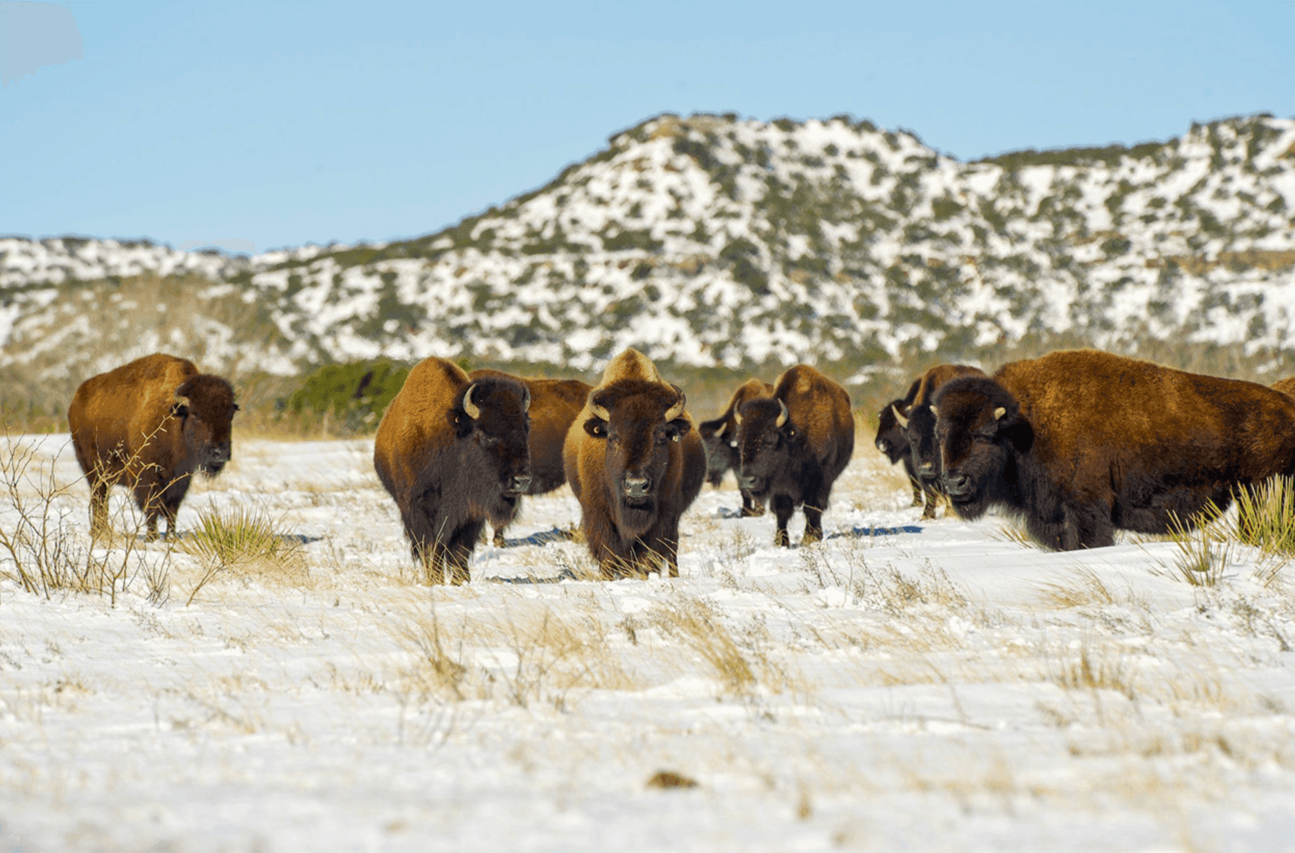 The Ranch That Started the Panhandle