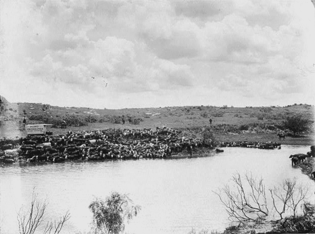 JA Ranch cowboys watering a cattle herd in the Texas Panhandle circa 1904