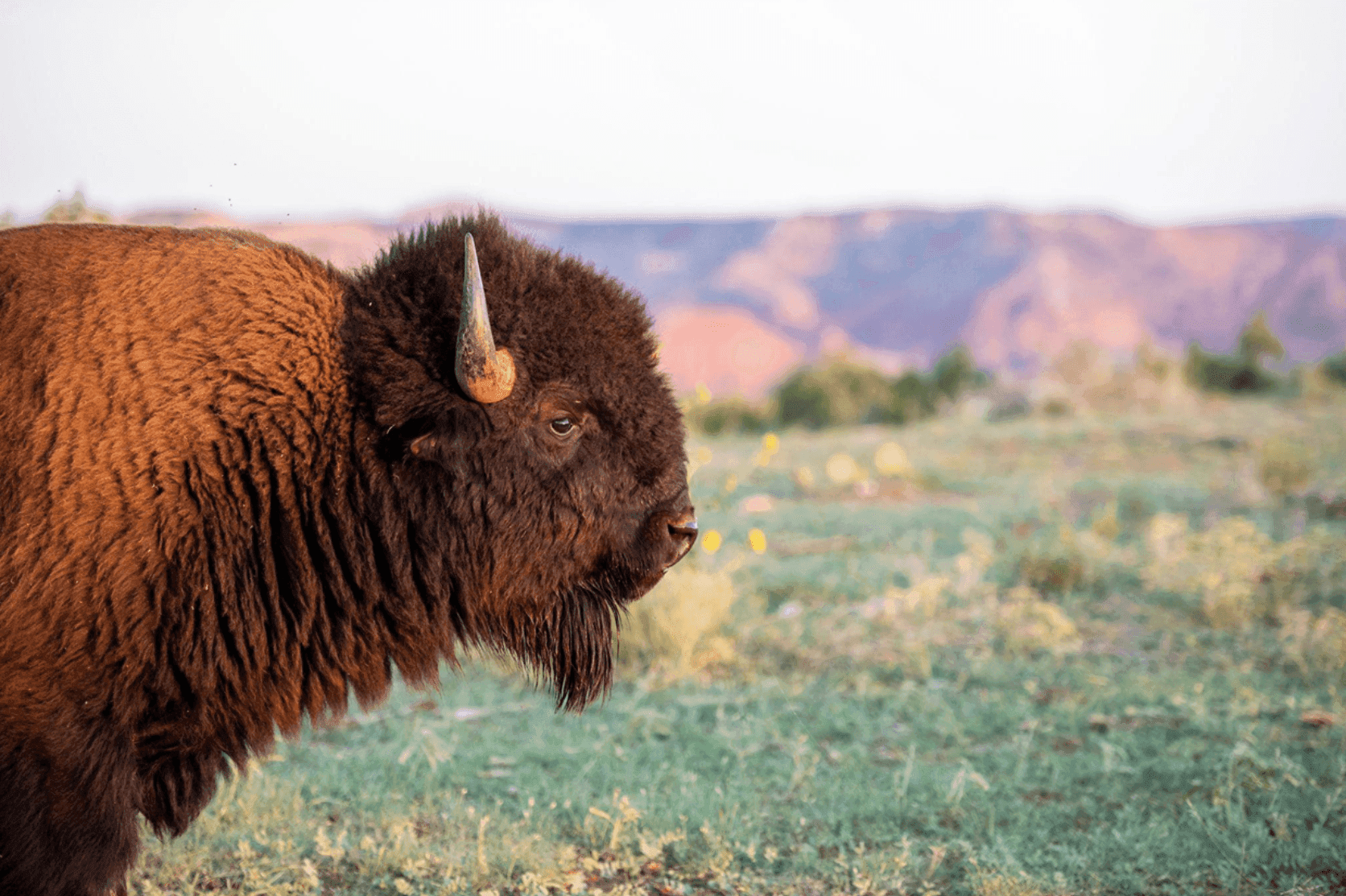 Bison herd grazing on native Texas grassland as part of the state’s bison conservation legacy