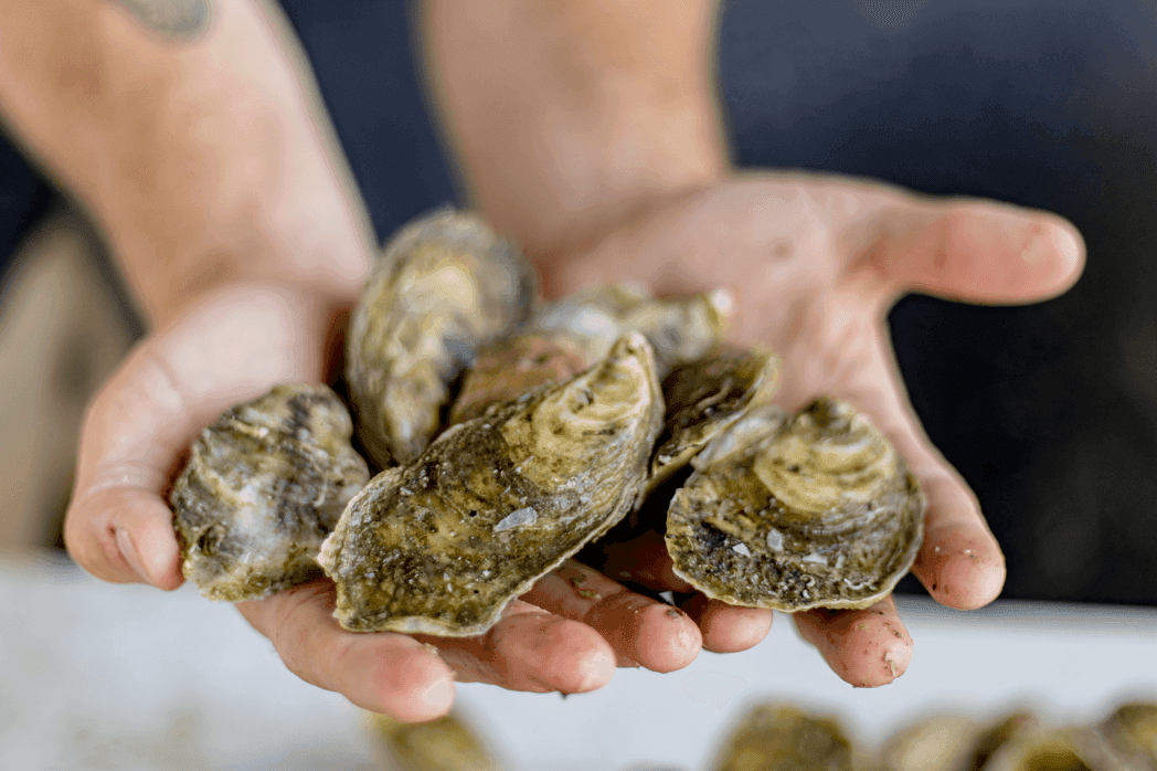 Farmer's cupped hands holding a handful of freshly harvested oysters from a Texas coastal oyster farm
