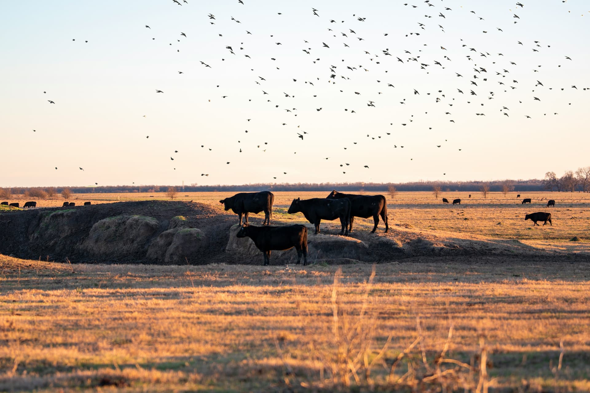 Texas Land Trust Council: The Quiet Work of Keeping Land Working