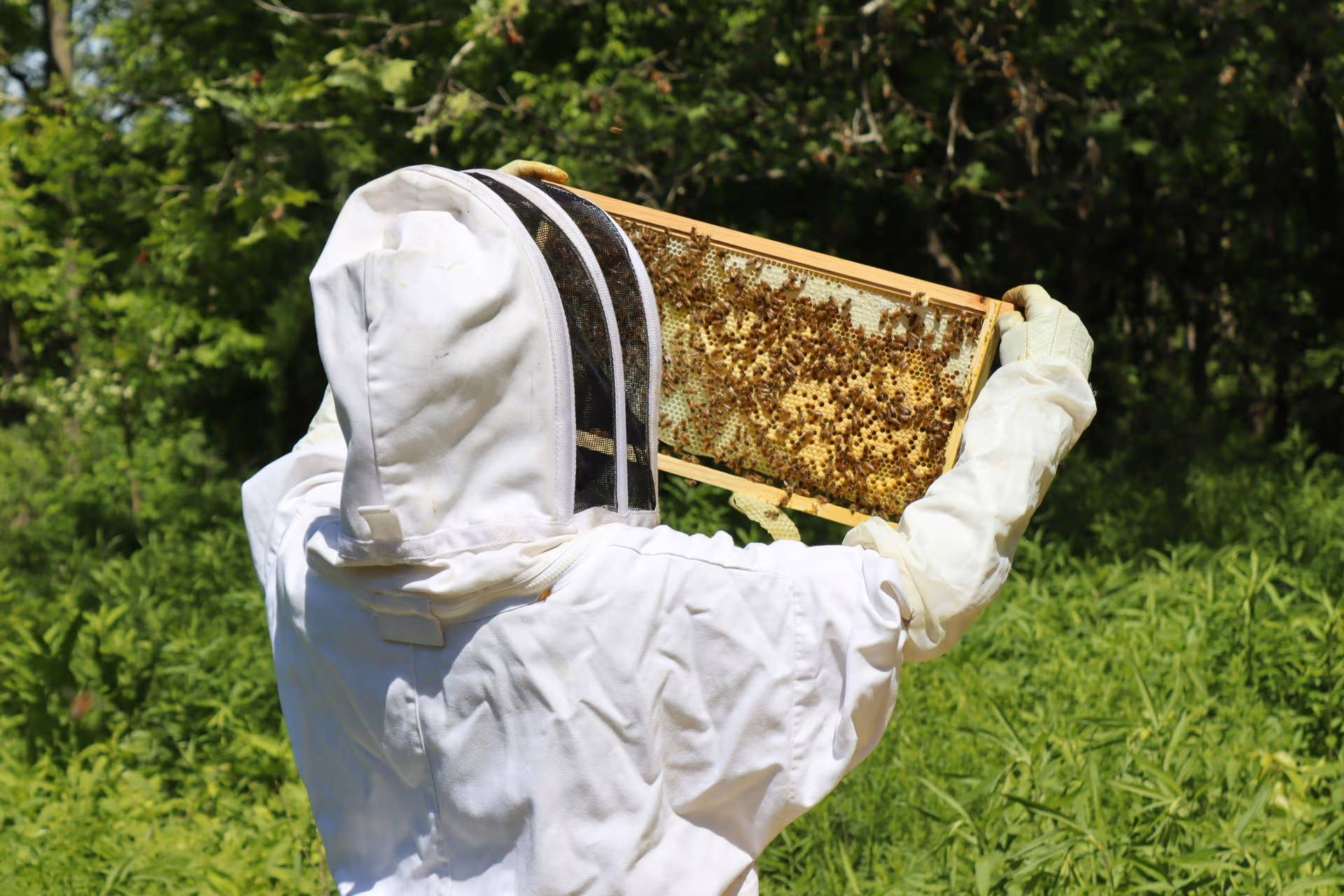 Beekeeping and the Ag Exemption