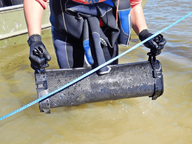 Aquaculture as a Business: How Coastal Texas Landowners Are Leasing Water for Shrimp, Oysters & Fish Farming