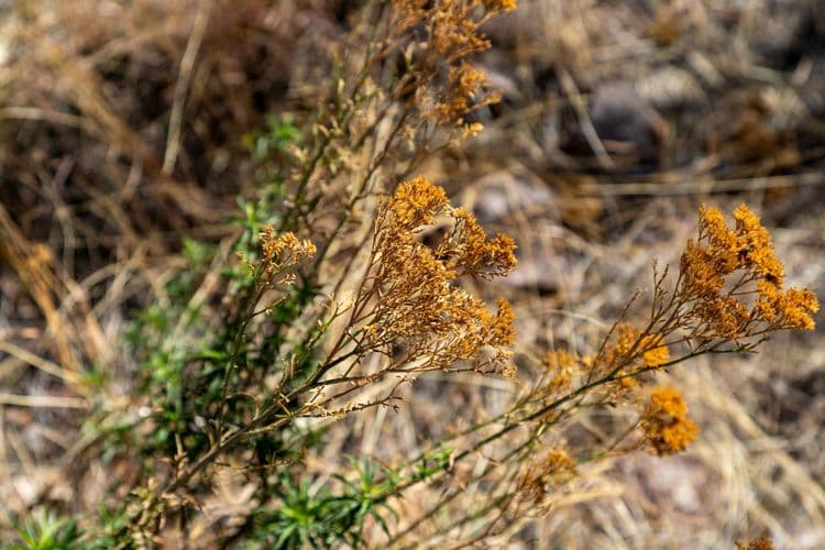 6 Things to Know Before Buying Land in South Texas Brush Country