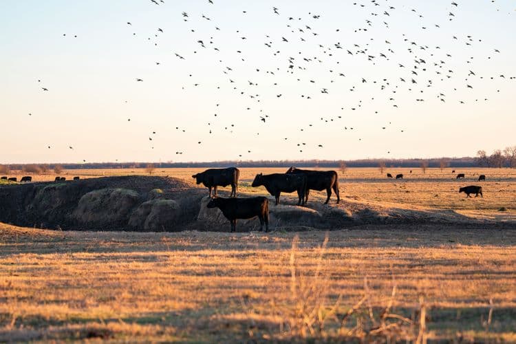 Texas Land Trust Council: The Quiet Work of Keeping Land Working