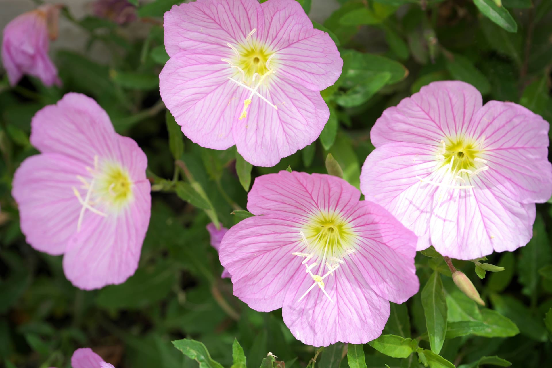 Pink evening primrose blooming across a Texas Gulf Coast prairie